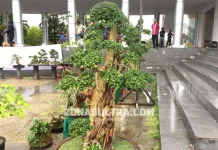 Ini Bonsai Harga Rp 15 Juta di HUT Sultra Ini Bonsai Harga Rp 15 Juta di HUT Sultra