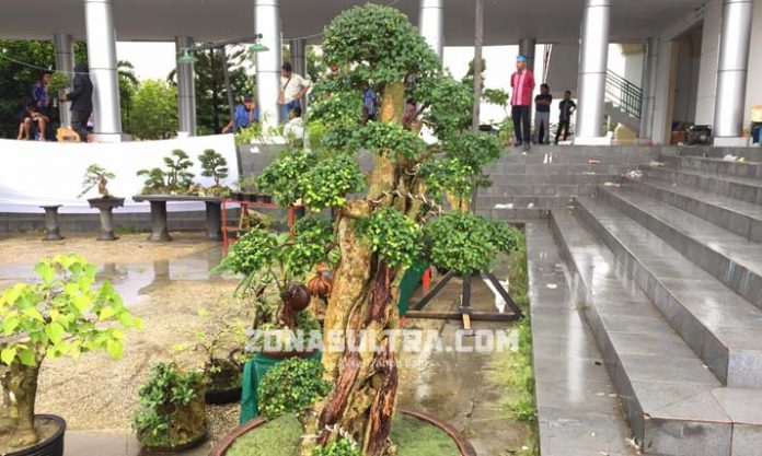 Ini Bonsai Harga Rp 15 Juta di HUT Sultra