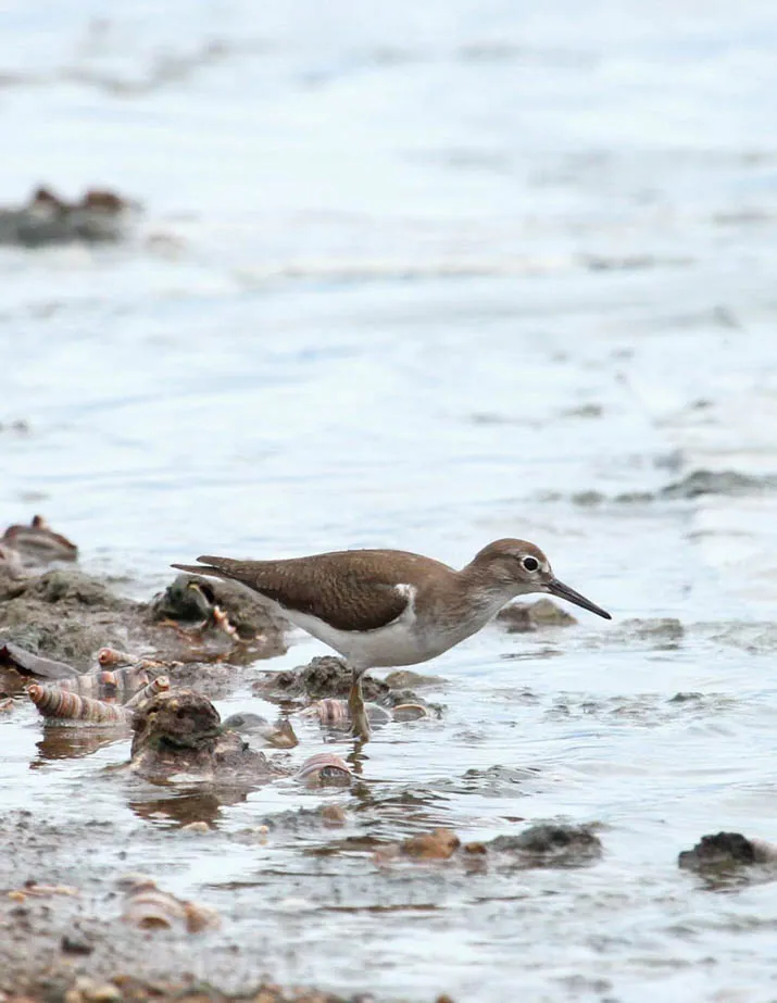 Taparang Lanowulu, Surganya Burung Air