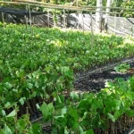 Rehabilitasi DAS Poleang, Komitmen ANTAM Lestarikan Lingkungan Rehabilitasi DAS Poleang, Komitmen ANTAM Lestarikan Lingkungan