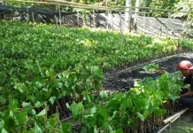 Rehabilitasi DAS Poleang, Komitmen ANTAM Lestarikan Lingkungan Rehabilitasi DAS Poleang, Komitmen ANTAM Lestarikan Lingkungan