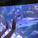 Ikan Hiu Sirip Hitam Jadi Tontonan Pengunjung di Stand Konkep Ikan Hiu Sirip Hitam Jadi Tontonan Pengunjung di Stand Konkep