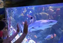 Ikan Hiu Sirip Hitam Jadi Tontonan Pengunjung di Stand Konkep Ikan Hiu Sirip Hitam Jadi Tontonan Pengunjung di Stand Konkep