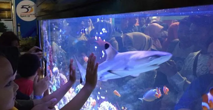 Ikan Hiu Sirip Hitam Jadi Tontonan Pengunjung di Stand Konkep