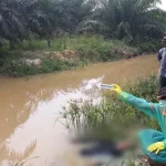 Kakek di Konawe Ini Ditemukan Meninggal dalam Kebun Sawit Kakek di Konawe Ini Temukan Meninggal dalam Kebun Sawit