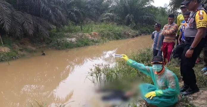 Kakek di Konawe Ini Temukan Meninggal dalam Kebun Sawit