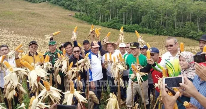 Panen Raya Jagung Hibrida, Ruksamin: Usaha Tak Akan Membohongi Hasil