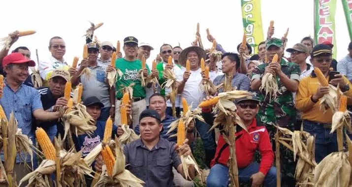 Panen Raya Jagung Hibrida, Ruksamin: Usaha Tak Akan Membohongi Hasil