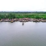 Jelajah Muara Lanowulu, Surga Bagi Burung Air Muara Lanowulu