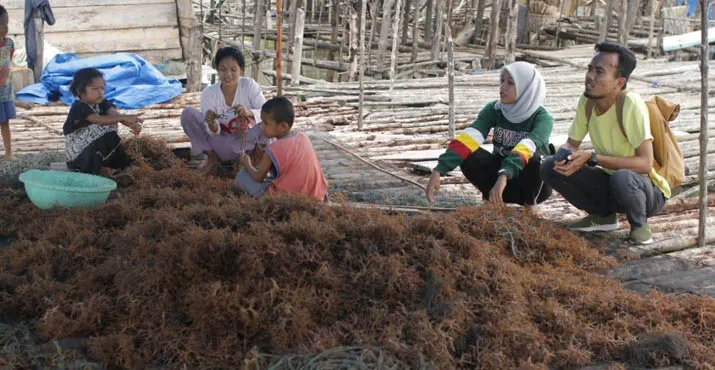 Petani Rumput Laut di Muara Lanowulu