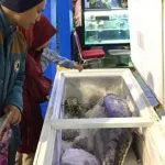 Ada Tuna Sepanjang 1,2 Meter di Pameran Halo Sultra 2019 Ada Tuna Sepanjang 1,2 Meter di Pameran Halo Sultra 2019