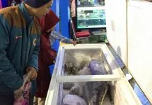 Ada Tuna Sepanjang 1,2 Meter di Pameran Halo Sultra 2019 Ada Tuna Sepanjang 1,2 Meter di Pameran Halo Sultra 2019