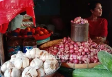 Stok Bawang Putih Minim, Pemkot Baubau Minta Bantuan Pemkot Kendari Stok Bawang Putih Minim, Pemkot Baubau Minta Bantuan Pemkot Kendari