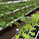 Dinas Pangan Pamerkan Tanaman Hidroponik di HUT Kota Kendari Dinas Pangan Pamerkan Tanaman Hidroponik di HUT Kota Kendari