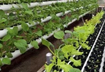 Dinas Pangan Pamerkan Tanaman Hidroponik di HUT Kota Kendari Dinas Pangan Pamerkan Tanaman Hidroponik di HUT Kota Kendari