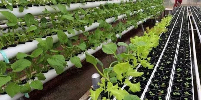 Dinas Pangan Pamerkan Tanaman Hidroponik di HUT Kota Kendari