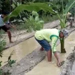 Protes Jalan Rusak, Warga Dua Desa di Koltim Tanam Pohon Pisang di Tengah Jalan Protes Jalan Rusak, Warga Dua Desa di Koltim Tanam Pohon Pisang di Tengah Jalan