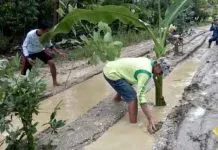 Protes Jalan Rusak, Warga Dua Desa di Koltim Tanam Pohon Pisang di Tengah Jalan Protes Jalan Rusak, Warga Dua Desa di Koltim Tanam Pohon Pisang di Tengah Jalan
