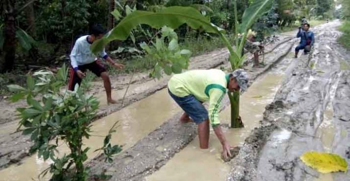 Protes Jalan Rusak, Warga Dua Desa di Koltim Tanam Pohon Pisang di Tengah Jalan