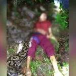 Satu Warga Buton Tewas Dililit Ular Piton Satu Warga Buton Tewas Dililit Ular Piton