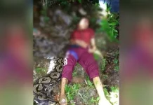 Satu Warga Buton Tewas Dililit Ular Piton Satu Warga Buton Tewas Dililit Ular Piton