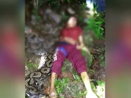 Satu Warga Buton Tewas Dililit Ular Piton Satu Warga Buton Tewas Dililit Ular Piton