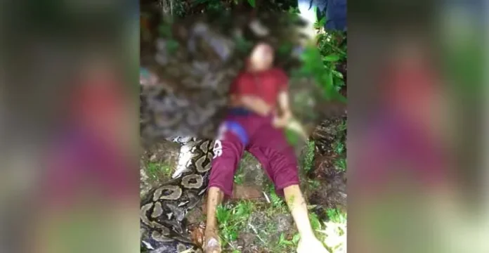 Satu Warga Buton Tewas Dililit Ular Piton