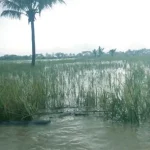 Banjir di Koltim, 170 Hektar Padi Sawah Puso Banjir di Koltim, 170 Hektar Padi Sawah Puso