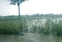 Banjir di Koltim, 170 Hektar Padi Sawah Puso Banjir di Koltim, 170 Hektar Padi Sawah Puso