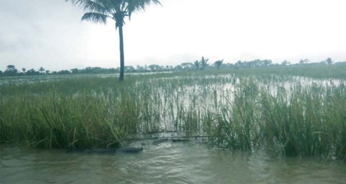 Banjir di Koltim, 170 Hektar Padi Sawah Puso