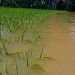 Direndam Banjir, 50 Hektar Sawah di Kendari Gagal Panen Direndam Banjir, 50 Hektar Sawah di Kendari Gagal Panen