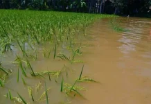 Direndam Banjir, 50 Hektar Sawah di Kendari Gagal Panen Direndam Banjir, 50 Hektar Sawah di Kendari Gagal Panen