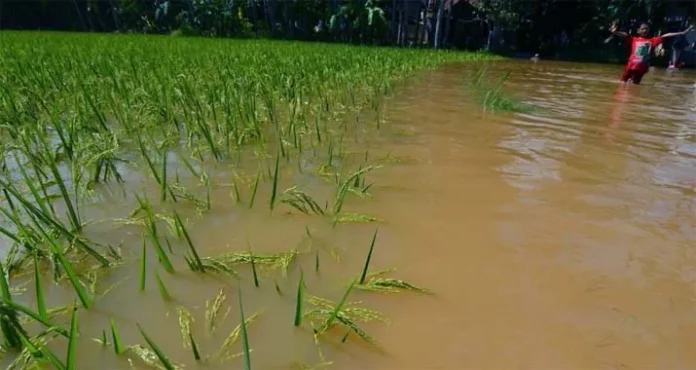 Direndam Banjir, 50 Hektar Sawah di Kendari Gagal Panen