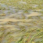 5.360 Hektar Sawah di Konawe Terendam Banjir, Kerugian Rp 171,5 Miliar Ilustrasi Banjir Sawah