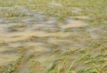 5.360 Hektar Sawah di Konawe Terendam Banjir, Kerugian Rp 171,5 Miliar Ilustrasi Banjir Sawah