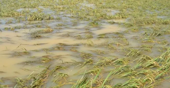 Ilustrasi Banjir Sawah