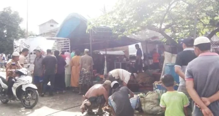 H-1 Lebaran, Pedagang Sapi di Lapai Kolut Diserbu Pembeli