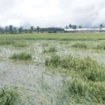 Gagal Panen, Petani di Koltim Terpaksa Ngutang dan Ambil Kredit di Bank Gagal Panen, Petani di Koltim Terpaksa Ngutang dan Ambil Kredit di Bank