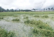 Akibat Banjir di Sultra, Potensi Kerugian Petani Padi Rp167 Miliar Gagal Panen, Petani di Koltim Terpaksa Ngutang dan Ambil Kredit di Bank