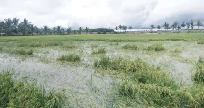 Gagal Panen, Petani di Koltim Terpaksa Ngutang dan Ambil Kredit di Bank