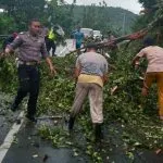 Pohon Tumbang Sebabkan Kemacetan di Desa Lalingato Koltim Pohon Tumbang Sebabkan Kemacetan di Desa Lalingato Koltim