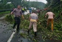 Pohon Tumbang Sebabkan Kemacetan di Desa Lalingato Koltim Pohon Tumbang Sebabkan Kemacetan di Desa Lalingato Koltim