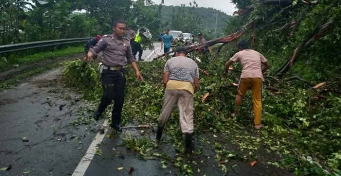 pohon_tumbang Pohon Tumbang Sebabkan Kemacetan di Desa Lalingato Koltim