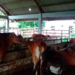 Potong Hewan Kurban di RPH Kendari Tak Bayar Retribusi Rumah Pemotongan Hewan Kota Kendari