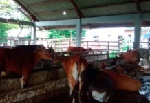 Potong Hewan Kurban di RPH Kendari Tak Bayar Retribusi Rumah Pemotongan Hewan Kota Kendari