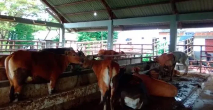 Rumah Pemotongan Hewan Kota Kendari