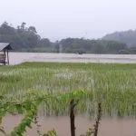 Petani Padi dan Jagung Rugi Rp206,7 Miliar Akibat Banjir Banjir Bandang di Konut, Ratusan Hektar Sawah Siap Panen Tenggelam