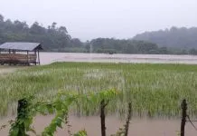 Dampak Banjir, 5.855 Hektar Padi di Sultra Terancam Puso Banjir Bandang di Konut, Ratusan Hektar Sawah Siap Panen Tenggelam