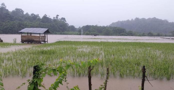 Banjir Bandang di Konut, Ratusan Hektar Sawah Siap Panen Tenggelam