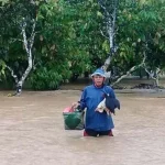 Banjir di Koltim, Ribuan Ekor Ternak Warga Uluiwoi Hanyut Banjir di Koltim, Ribuan Ekor Ternak Warga Uluiwoi Hanyut